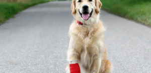dog physical therapist